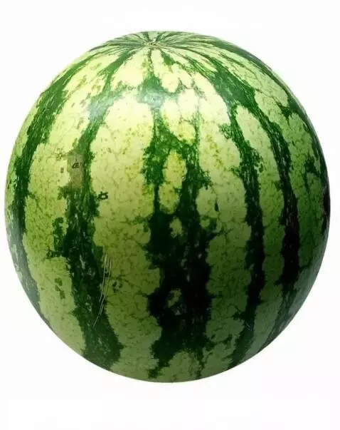 AI Video from prompt: Create a video where a watermelon becomes a squi