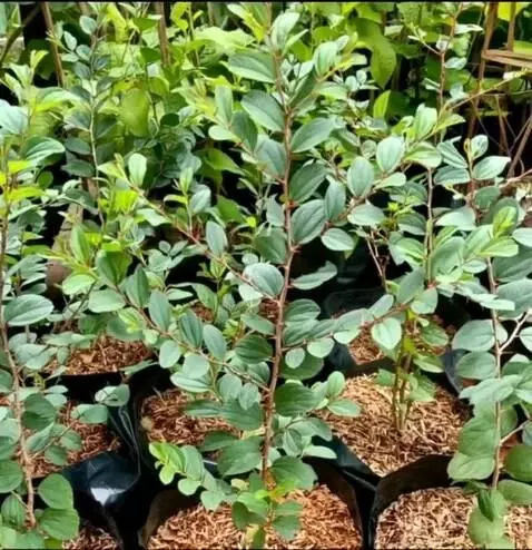 AI Video from prompt: buatkan gambar ini berputar ke kanan dan diri sa