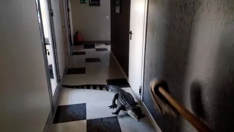 AI Video from prompt: a small crocodile attacks a wooden mop that appe