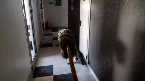 AI Video from prompt: a crocodile attacks a wooden mop that appears in