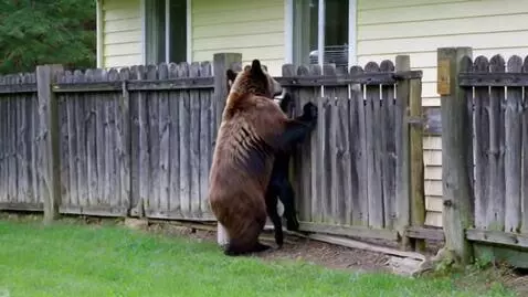 AI Video from prompt: A real brown bear climbs over a solid two-meter 
