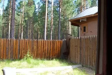 AI Video from prompt: A real brown bear climbs over a solid two-meter 