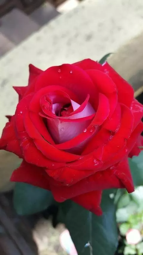 AI Video from prompt: ветер дует на розу снизу вверх