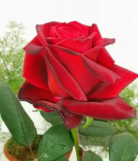 MiniMax Hailuo-02 (pro) video