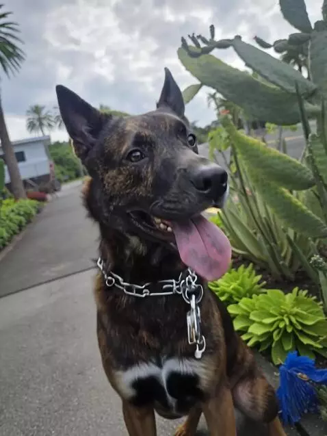 AI Video from prompt: The dog turns into a dapper dressed dancing the 