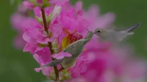 AI Video from prompt: Вид от первого лица, я держу в руке сухую веточк