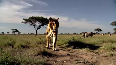 AI Video from prompt: A lion kills a poacher in the African savvanah t