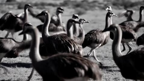 Scene 13: Static wide tracking, emu flock splitt