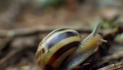 AI Video from prompt: Beast mode power worth like a ninja snail and co