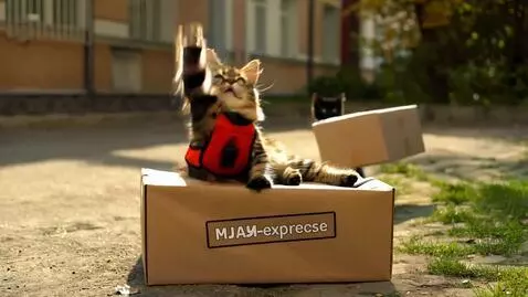AI Video from prompt: A fluffy lazy adult cat wearing a courier vest l