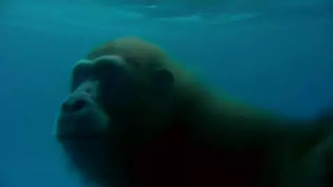 AI Video from prompt: 🎥 [Bigfoot selfie video, wide eyes, whispering e