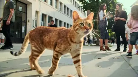 AI Video from prompt: A cat walking across a street, he is very happy 