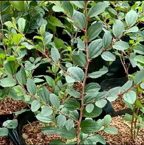 AI Video from prompt: gambar bergerak zoom in lalu zoom out secara rea