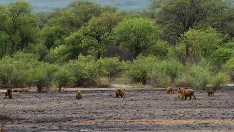AI Video from prompt: 下方的亚马逊雨林，燃烧着熊熊烈火。  这种燥热与火焰环绕的战场，绝大多数海之星球的生物都不喜欢。