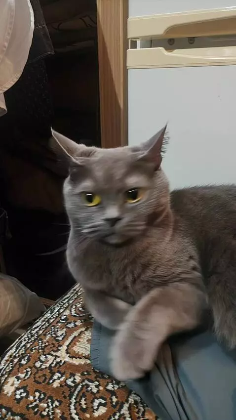 AI Video from prompt: he gets up and starts dancing and then does some