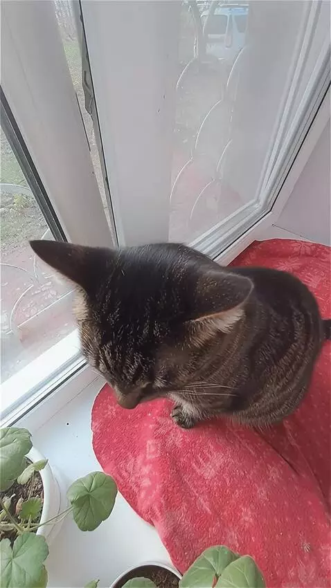 AI Video from prompt: He pretends to want to fall asleep, then sneezes