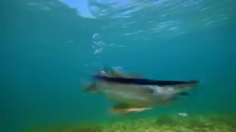 AI Video from prompt: A whimsical underwater scene transitions to a su