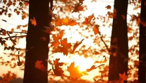 AI Video from prompt: Autumn falling leaves, sunset
