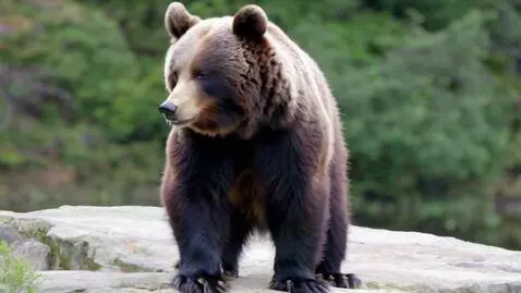 AI Video from prompt: dancing  bear