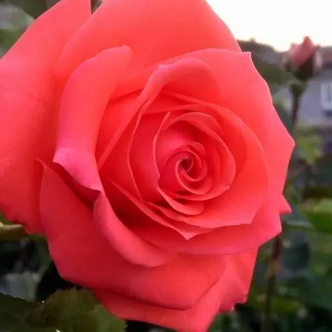 AI Video from prompt: на ветру качается роза в капли воды ветер дует н