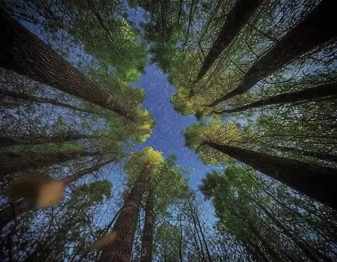 AI Video from prompt: камера вращается, с деревьев в камеру падают лис