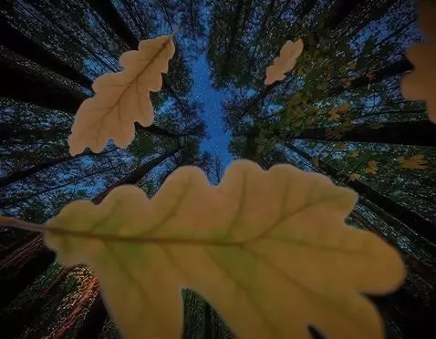 AI Video from prompt: камера вращается, с дубов в камеру падают листья