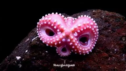 AI Video from prompt: What's special about octopuses? 🖥️ Start with a 