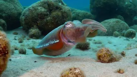 AI Video from prompt: An octopus swims among the rocks, and the captio