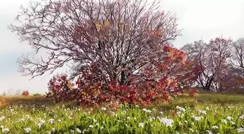 AI Video from prompt: годовой ход изменений в жизни растений (растения