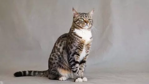 AI Video from prompt: the cat stands on its front paws
