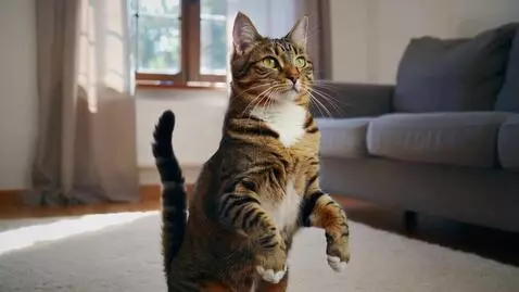 AI Video from prompt: the cat stands on its front paws