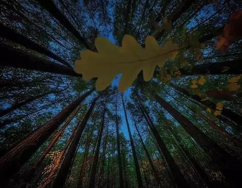 AI Video from prompt: камера медленно вращается, с дубов в камеру медл