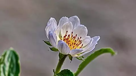 Kling 1.6 (pro) video