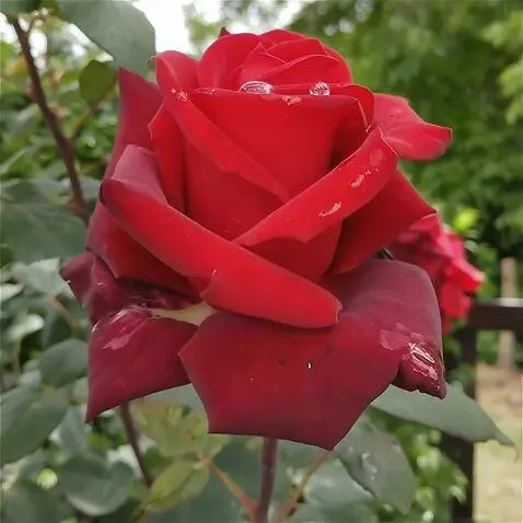 Wan 2.5 Preview video