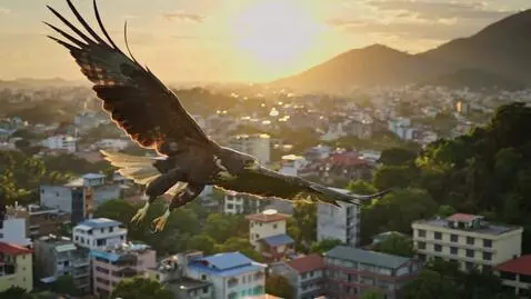 AI Video from prompt: A majestic African Goshawk (or a more specific l