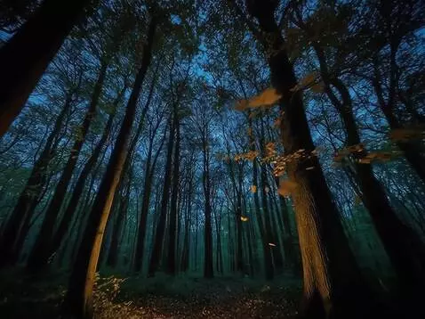 AI Video from prompt: камера летит через ночной лес, мимо изредка прол