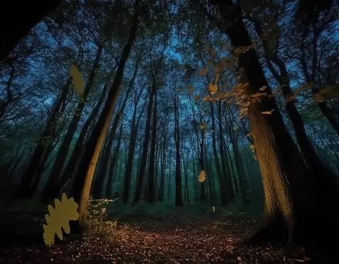 AI Video from prompt: камера летит через ночной лес, мимо изредка прол