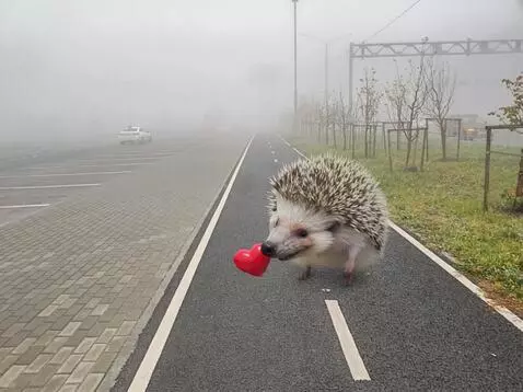 AI Video from prompt: The image shows: fog, a sidewalk combined with a