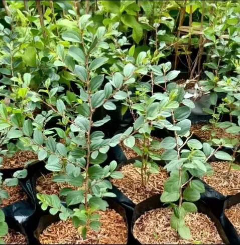 AI Video from prompt: buatkan gambar tersebut zoom out sambil berputar