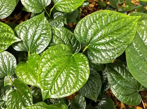 AI Video from prompt: buat daun sirih bergerak-gerak seperti bergoyang