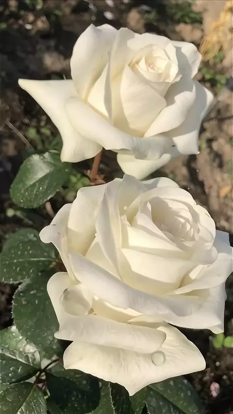 Wan 2.5 Preview video