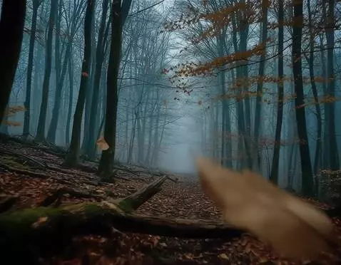 AI Video from prompt: камера летит прямо , изредка мимо опадают листья