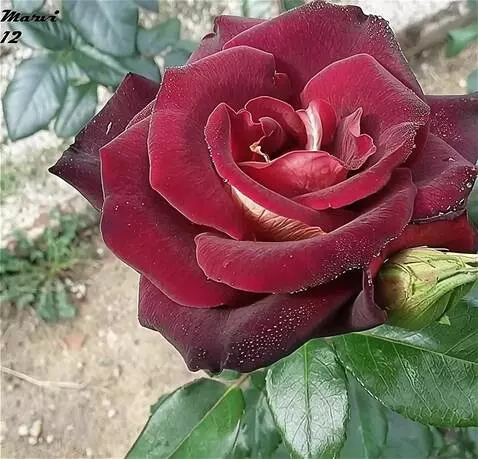 Wan 2.5 Preview video