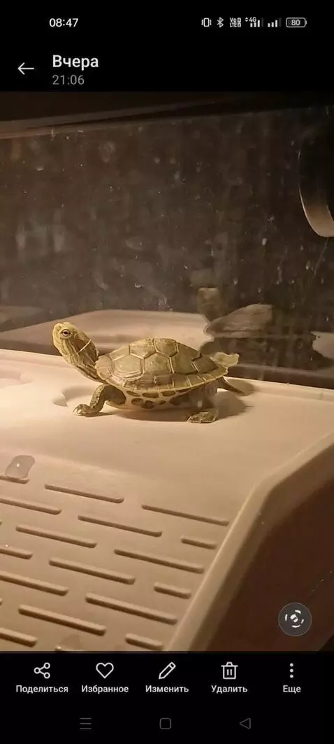 AI Video from prompt: A realistic video of a turtle dancing the Lezgin