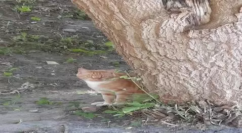 AI Video from prompt: Кот выходит из-за дерева, кланяется и начинает э