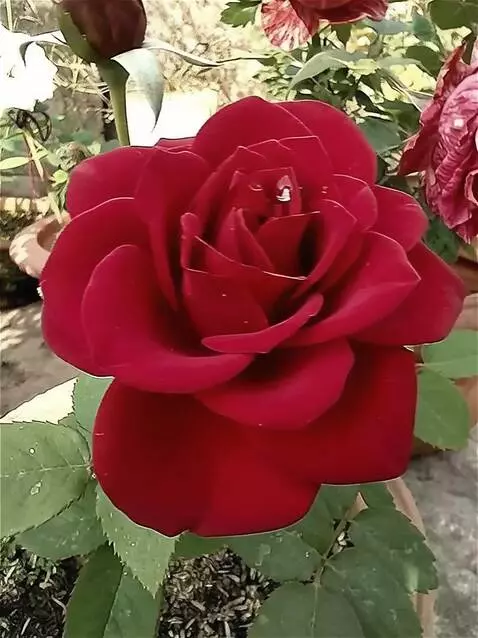 Wan 2.5 Preview video