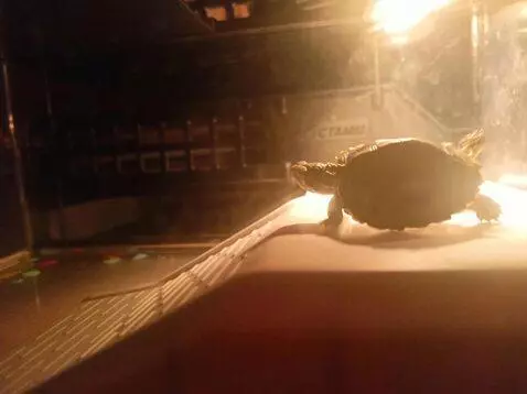 AI Video from prompt: Черепашка переворачивается панцирем вниз, и начи