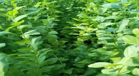AI Video from prompt: pohon tersebut terguyur air hujan yang menetes d