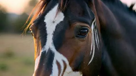 AI Video from prompt: A black horse with white tribal tattoos along hi