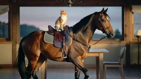 AI Video from prompt: конь танцует на столе c кошкой на спине
